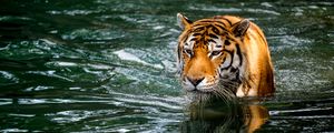 Preview wallpaper tiger, predator, big cat, animal, wet, pond, water