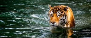 Preview wallpaper tiger, predator, big cat, animal, wet, pond, water