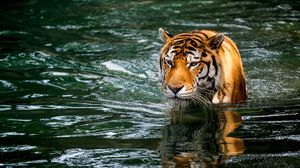 Preview wallpaper tiger, predator, big cat, animal, wet, pond, water