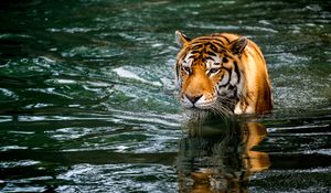 Preview wallpaper tiger, predator, big cat, animal, wet, pond, water