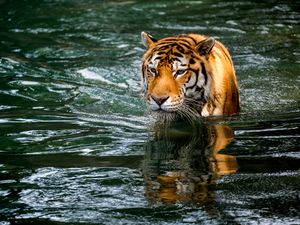 Preview wallpaper tiger, predator, big cat, animal, wet, pond, water
