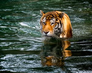 Preview wallpaper tiger, predator, big cat, animal, wet, pond, water