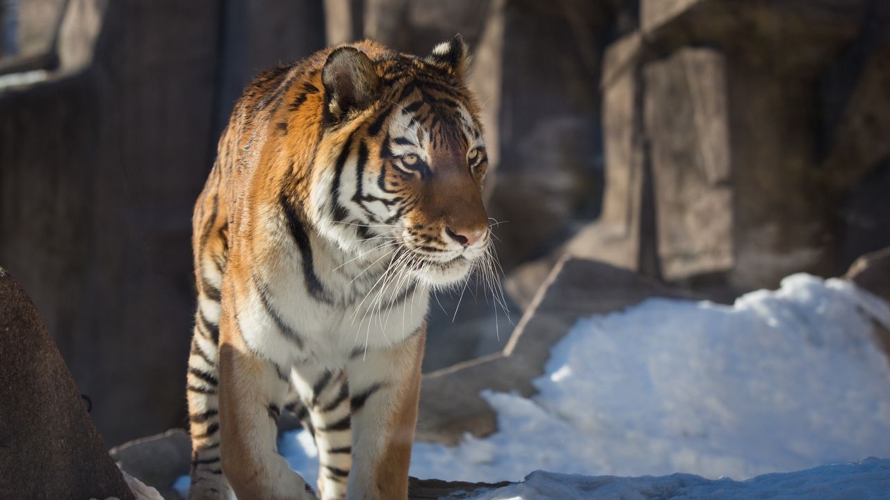 Wallpaper tiger, predator, big cat, snow