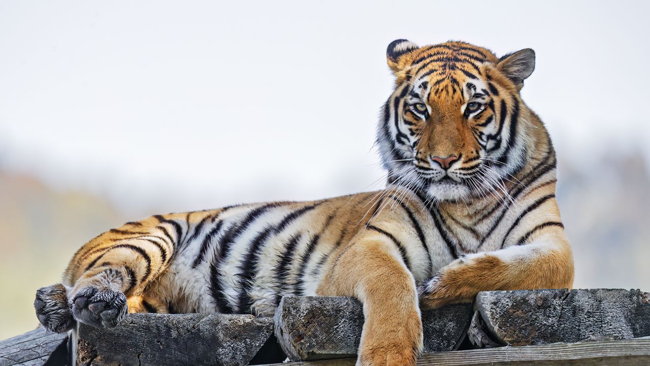 Wallpaper tiger, predator, big cat, striped, wild