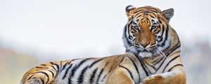 Preview wallpaper tiger, predator, big cat, striped, wild