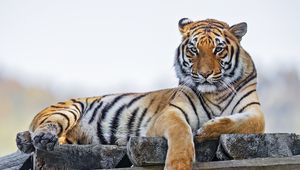 Preview wallpaper tiger, predator, big cat, striped, wild