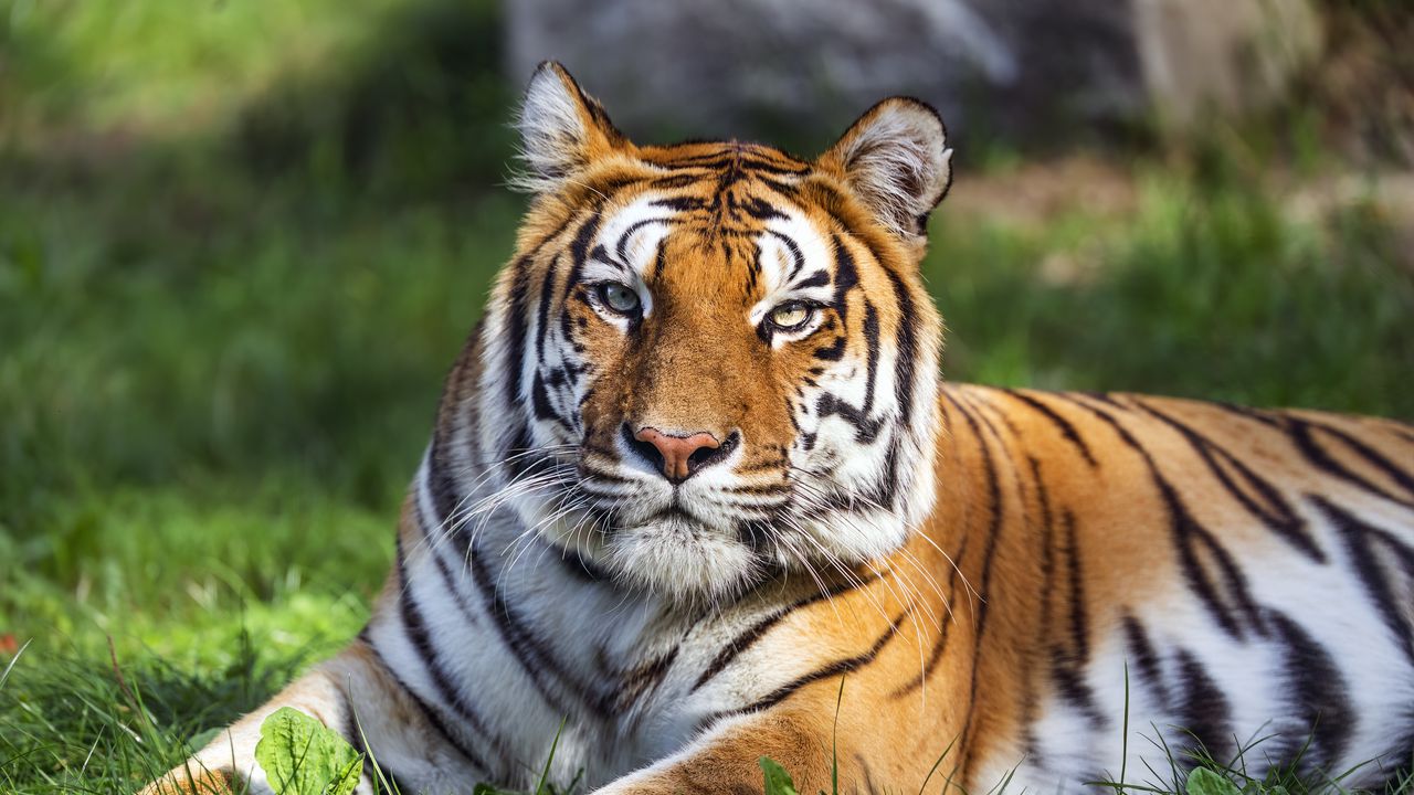 Wallpaper tiger, predator, big cat, animal, wild, striped