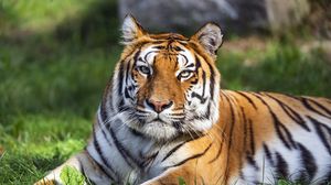 Preview wallpaper tiger, predator, big cat, animal, wild, striped