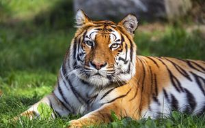 Preview wallpaper tiger, predator, big cat, animal, wild, striped