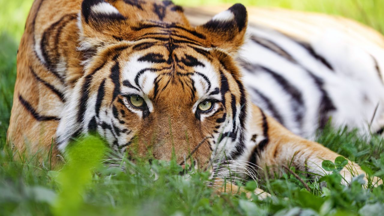 Wallpaper tiger, predator, big cat, head, grass