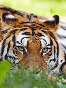 Preview wallpaper tiger, predator, big cat, head, grass