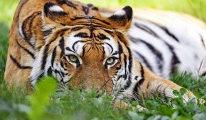 Preview wallpaper tiger, predator, big cat, head, grass