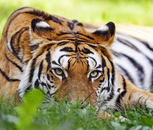Preview wallpaper tiger, predator, big cat, head, grass
