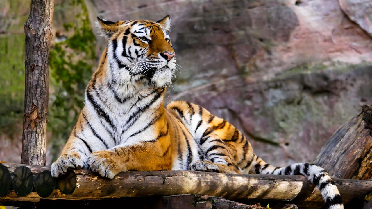 Wallpaper tiger, predator, big cat, lying