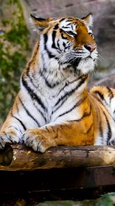 Preview wallpaper tiger, predator, big cat, lying