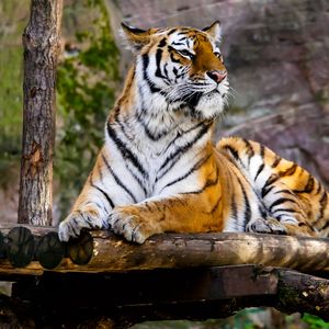 Preview wallpaper tiger, predator, big cat, lying