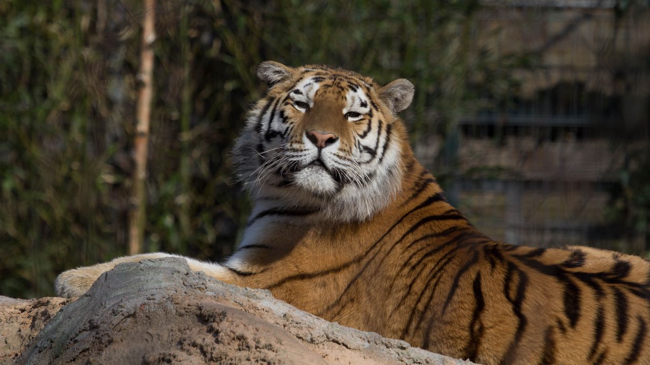Wallpaper tiger, predator, big cat, lies