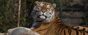 Preview wallpaper tiger, predator, big cat, lies