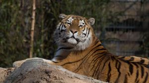 Preview wallpaper tiger, predator, big cat, lies