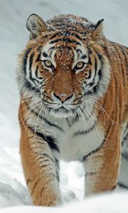 Preview wallpaper tiger, predator, big cat, snow