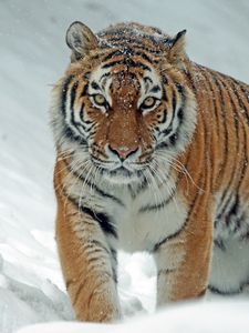 Preview wallpaper tiger, predator, big cat, snow