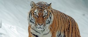 Preview wallpaper tiger, predator, big cat, snow