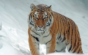 Preview wallpaper tiger, predator, big cat, snow
