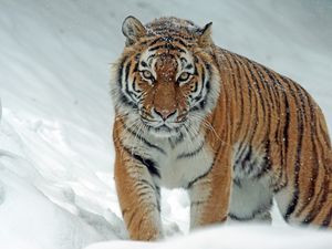 Preview wallpaper tiger, predator, big cat, snow