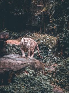 240x320 Wallpaper tiger, predator, big cat, walk