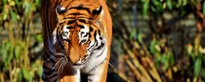 Preview wallpaper tiger, predator, big cat, walk