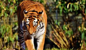Preview wallpaper tiger, predator, big cat, walk