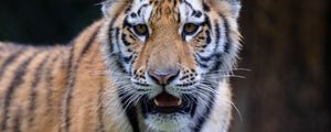 Preview wallpaper tiger, predator, big cat, blur, animal, grass