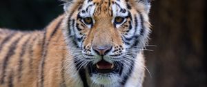 Preview wallpaper tiger, predator, big cat, blur, animal, grass