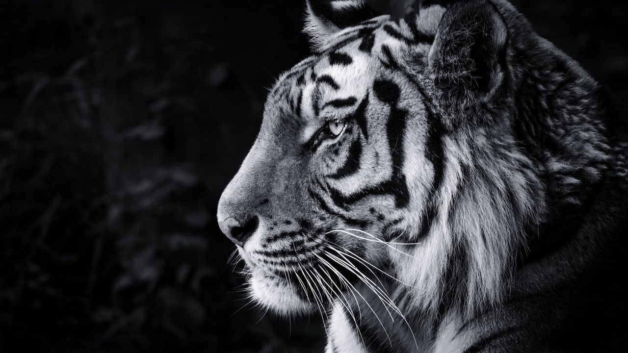 Wallpaper tiger, predator, big cat, head, bw