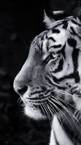 Preview wallpaper tiger, predator, big cat, head, bw