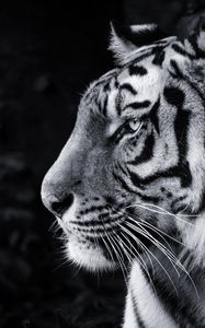 Preview wallpaper tiger, predator, big cat, head, bw