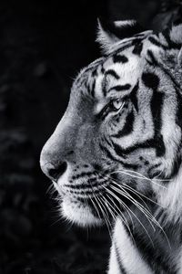 Preview wallpaper tiger, predator, big cat, head, bw