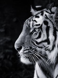 Preview wallpaper tiger, predator, big cat, head, bw