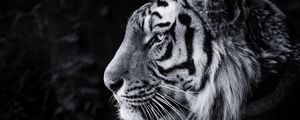 Preview wallpaper tiger, predator, big cat, head, bw