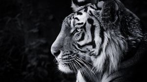 Preview wallpaper tiger, predator, big cat, head, bw