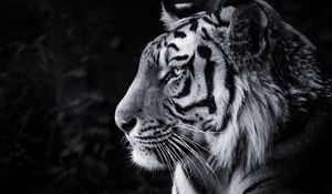 Preview wallpaper tiger, predator, big cat, head, bw