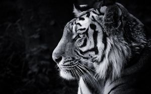 Preview wallpaper tiger, predator, big cat, head, bw