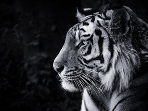 Preview wallpaper tiger, predator, big cat, head, bw