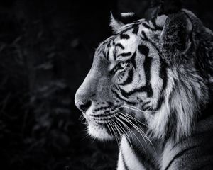 Preview wallpaper tiger, predator, big cat, head, bw