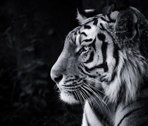 Preview wallpaper tiger, predator, big cat, head, bw