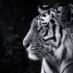 Preview wallpaper tiger, predator, big cat, head, bw