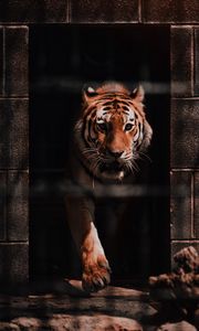 Preview wallpaper tiger, predator, big cat, wild