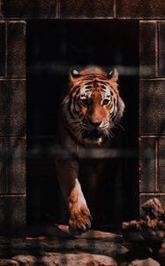 Preview wallpaper tiger, predator, big cat, wild