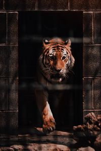 Preview wallpaper tiger, predator, big cat, wild