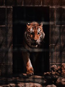 Preview wallpaper tiger, predator, big cat, wild